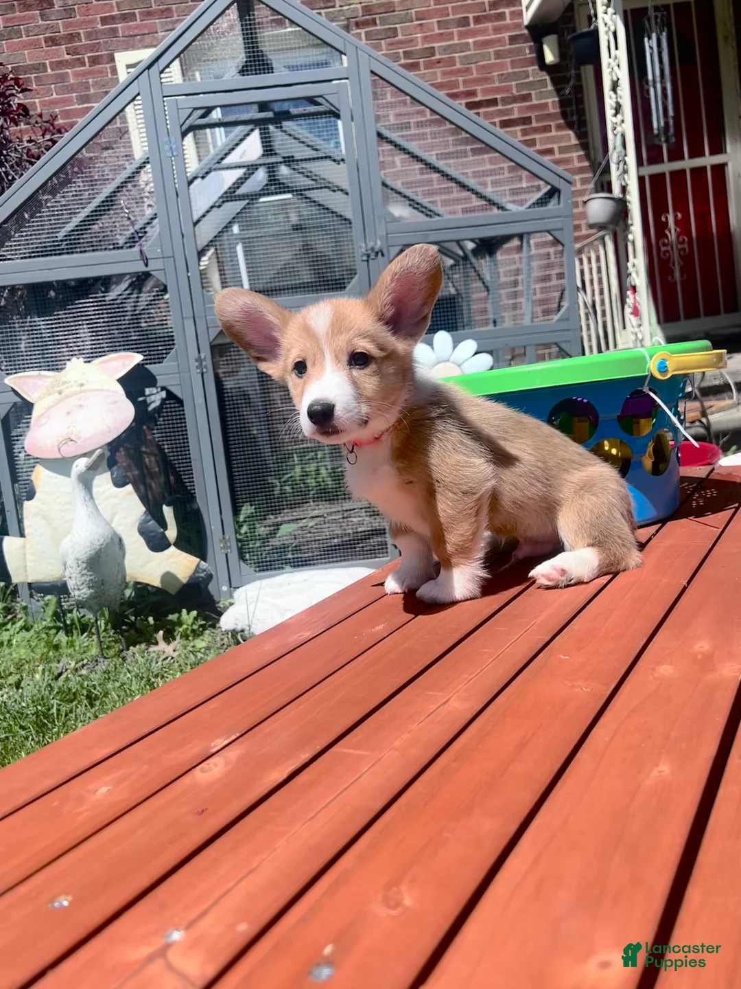 Welsh Corgi Pembroke dogs for sale: Possum - Ad 1
