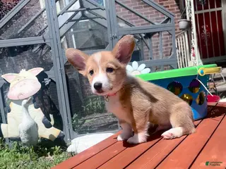 Welsh Corgi Pembroke dogs Possum - Ad 28