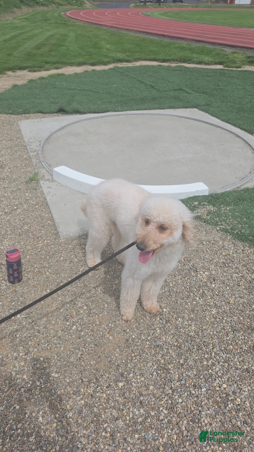 Goldendoodle dogs for sale: Goldendoodle - Ad 5
