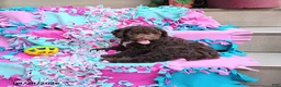Mini Goldendoodle dogs for sale: Raggedy Ann - Ad 4