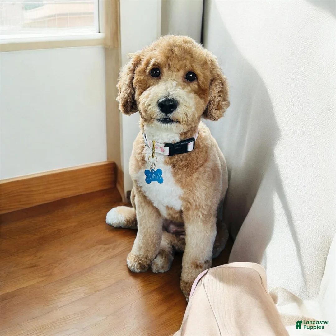 Mini Goldendoodle dogs for sale: Mini Goldendoodle Fendi - Ad 2
