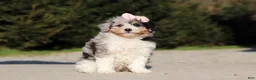Miniature Poodle dogs for sale: Poppy - Ad 5