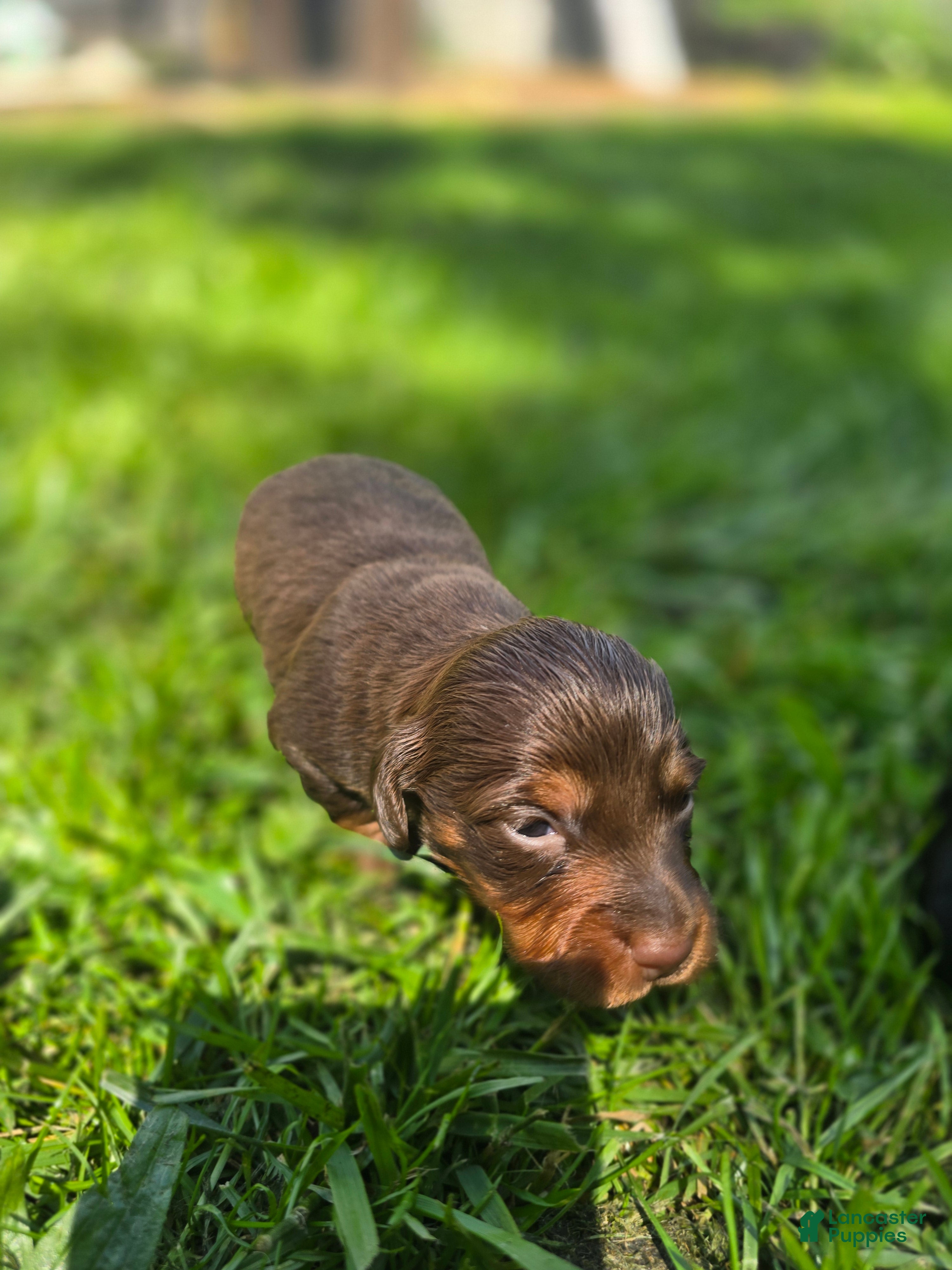 Mixed Breed dogs for sale: Maple - Ad 3