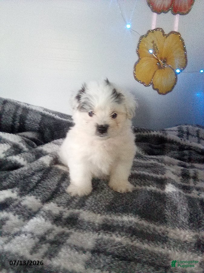 Pomapoo dogs Ginny - Ad 1