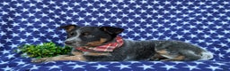 Australian Cattle Dog dogs for sale: Shelton - Ad 4
