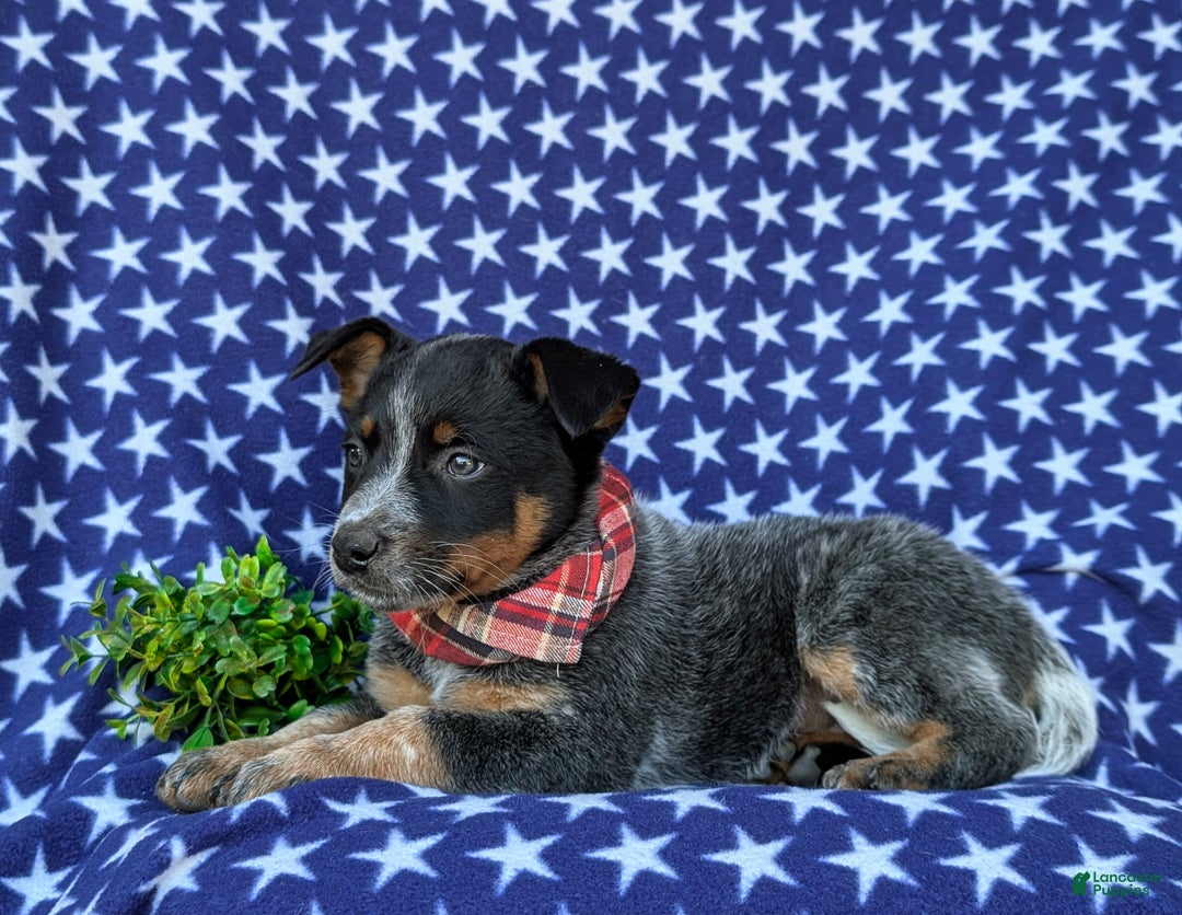 Australian Cattle Dog dogs for sale: Shelton - Ad 4