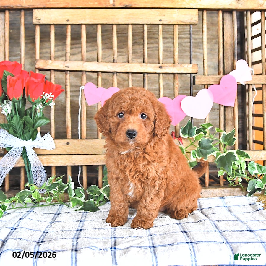 Mini Goldendoodle dogs Mia  - Ad 33