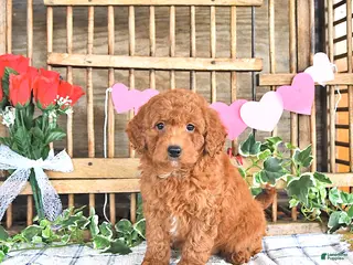 Mini Goldendoodle dogs Mia - Ad 33