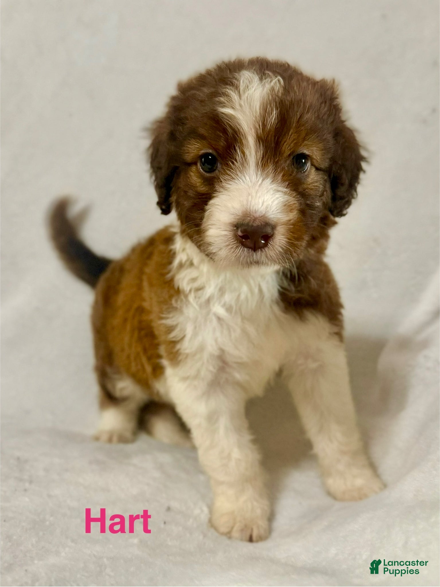 Aussiedoodle dogs Hart - Ad 1