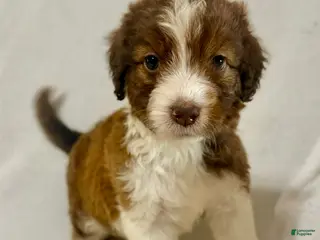 Aussiedoodle dogs for sale: Hart - Ad 4