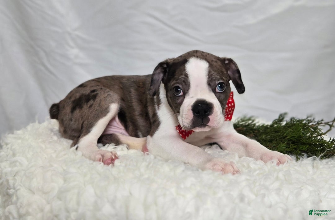 Boston Terrier dogs for sale: Chase - Ad 2