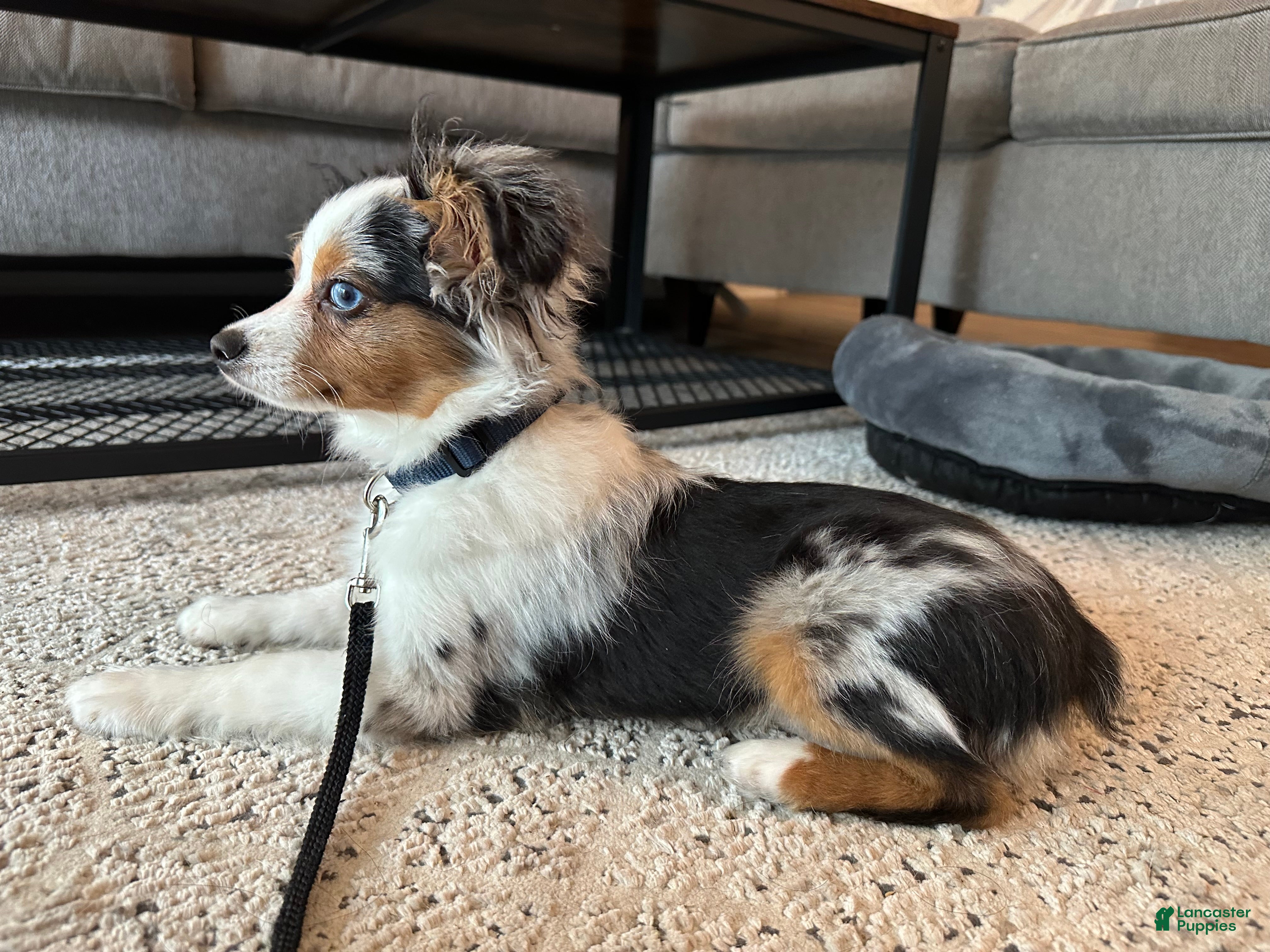 Toy Australian Shepherd dogs Arlo - Male Toy Aussie Puppy - Ad 11