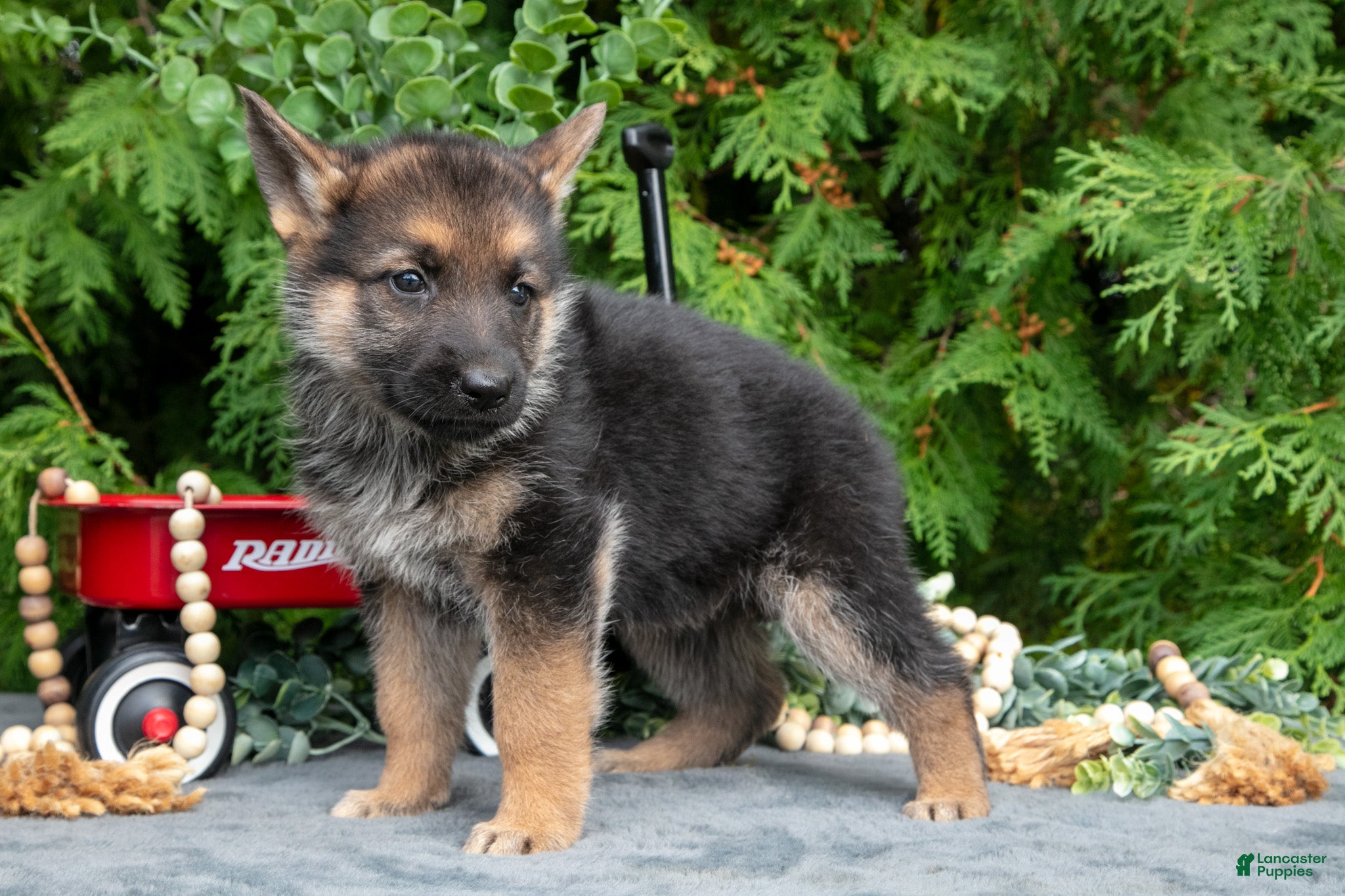 German Shepherd dogs Violet - Ad 2