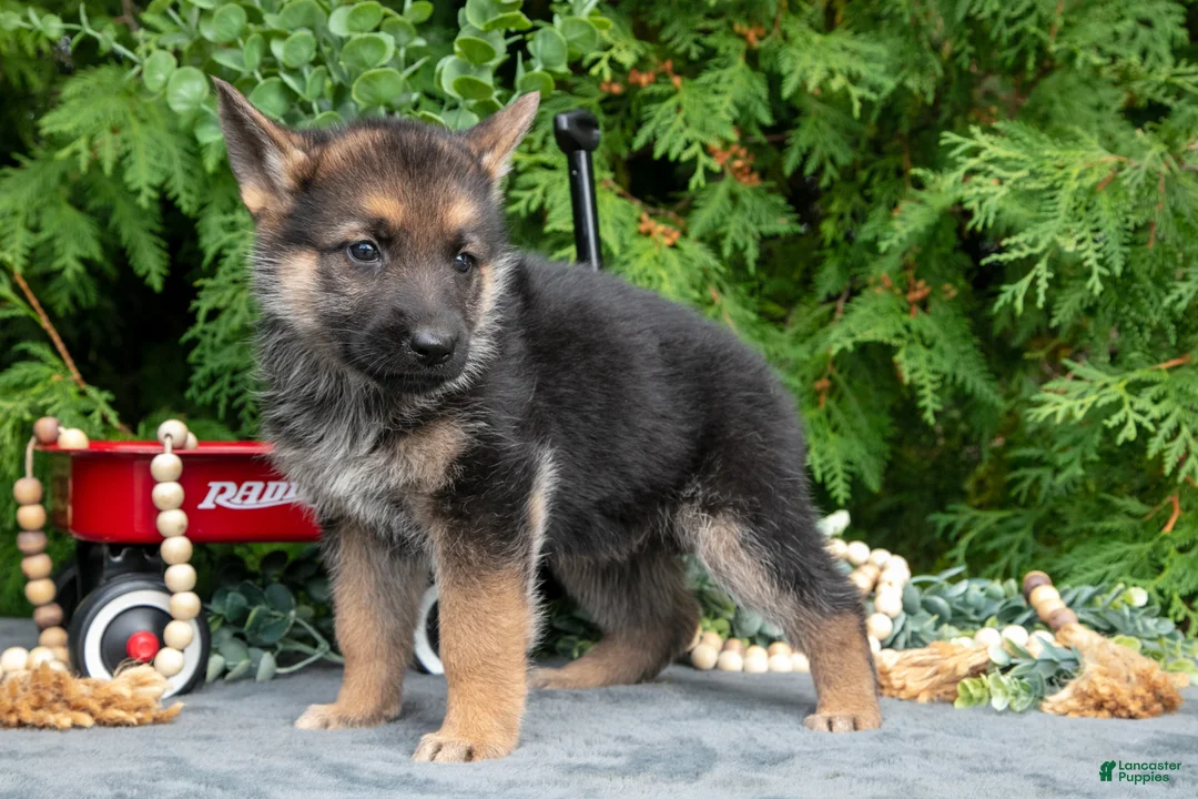 German Shepherd dogs for sale: Violet - Ad 2