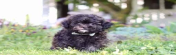 Shihpoo dogs for sale: Troy - Ad 3