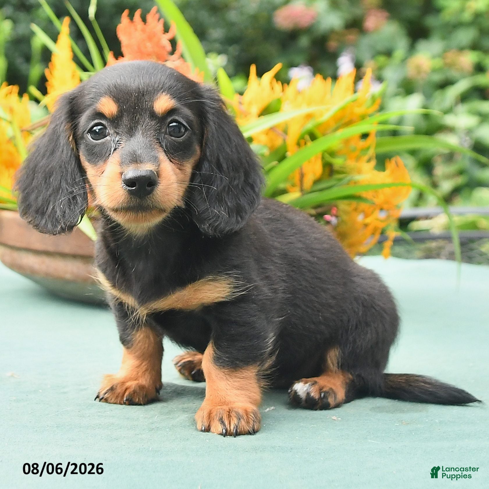 Dachshund dogs Tamara - Ad 2