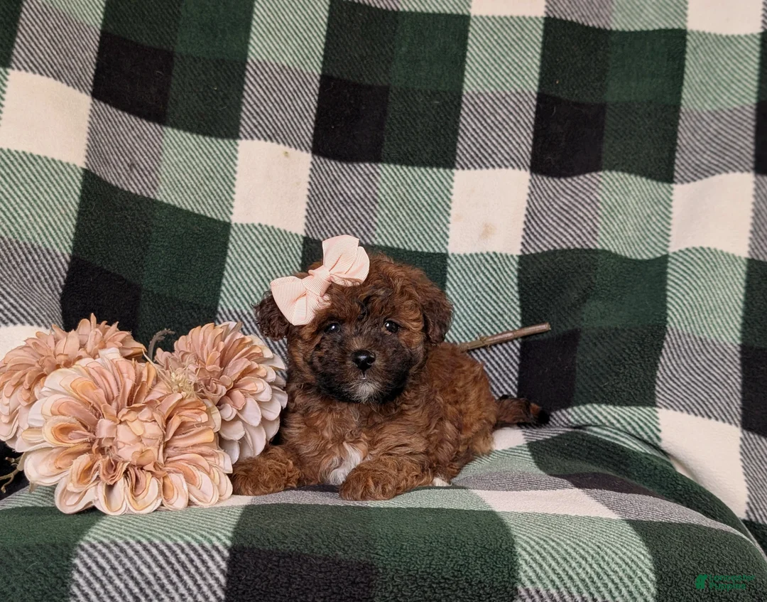 Lhasapoo dogs for sale: Chanelle Hypoallergenic - Ad 5