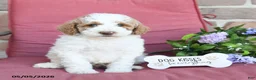 Miniature Poodle dogs for sale: Lewis - Ad 2