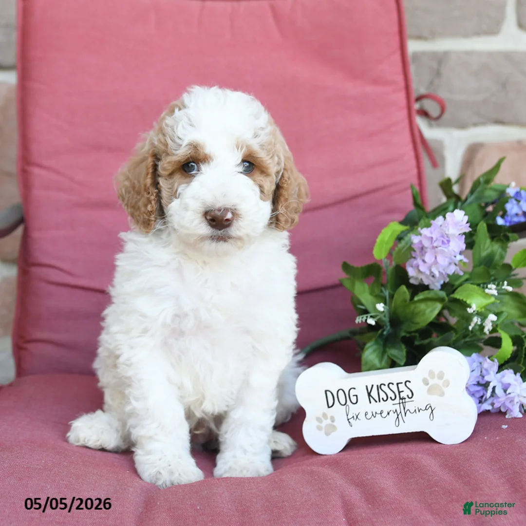 Miniature Poodle dogs for sale: Lewis - Ad 2