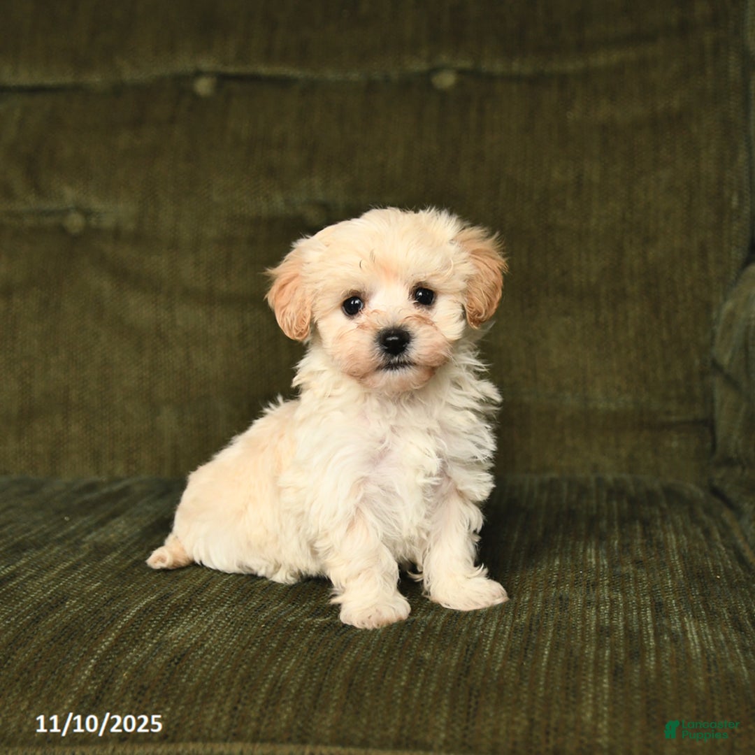 Maltipoo dogs for sale: Leo - Ad 8