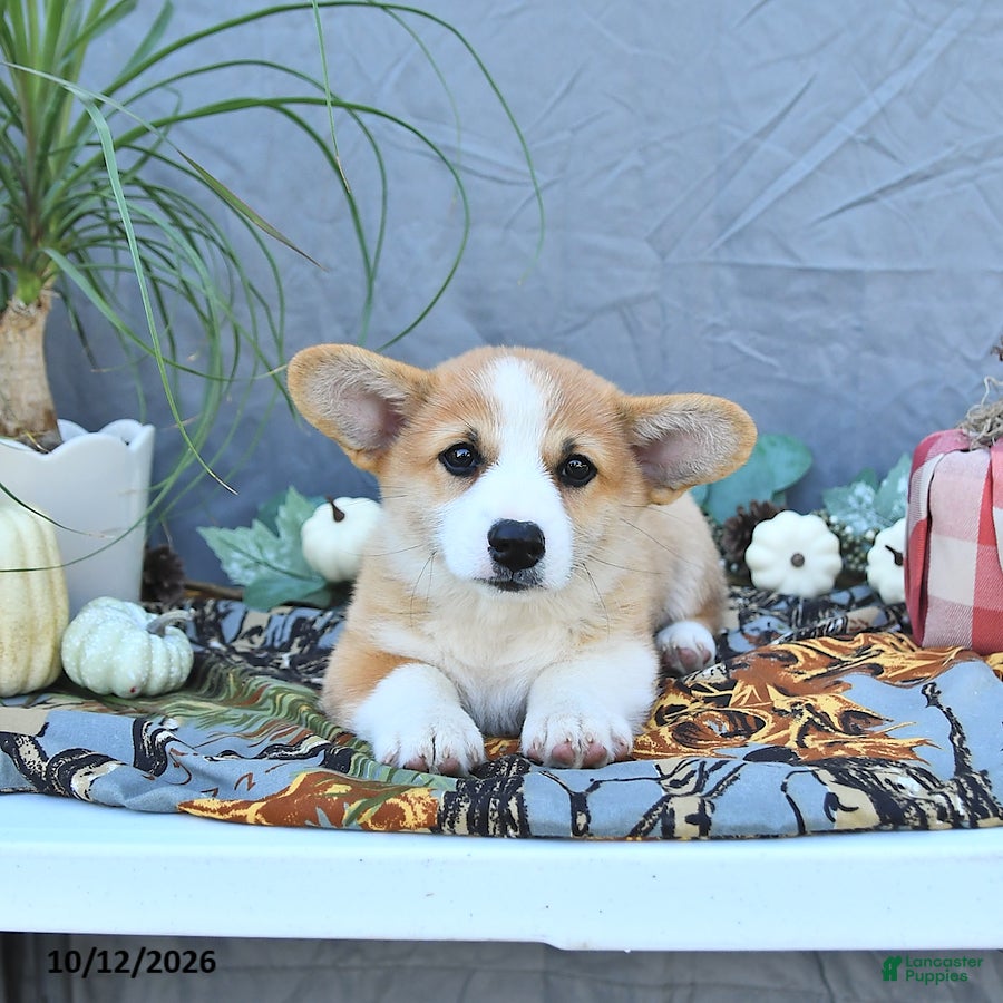 Welsh Corgi Pembroke dogs Asher - Ad 2