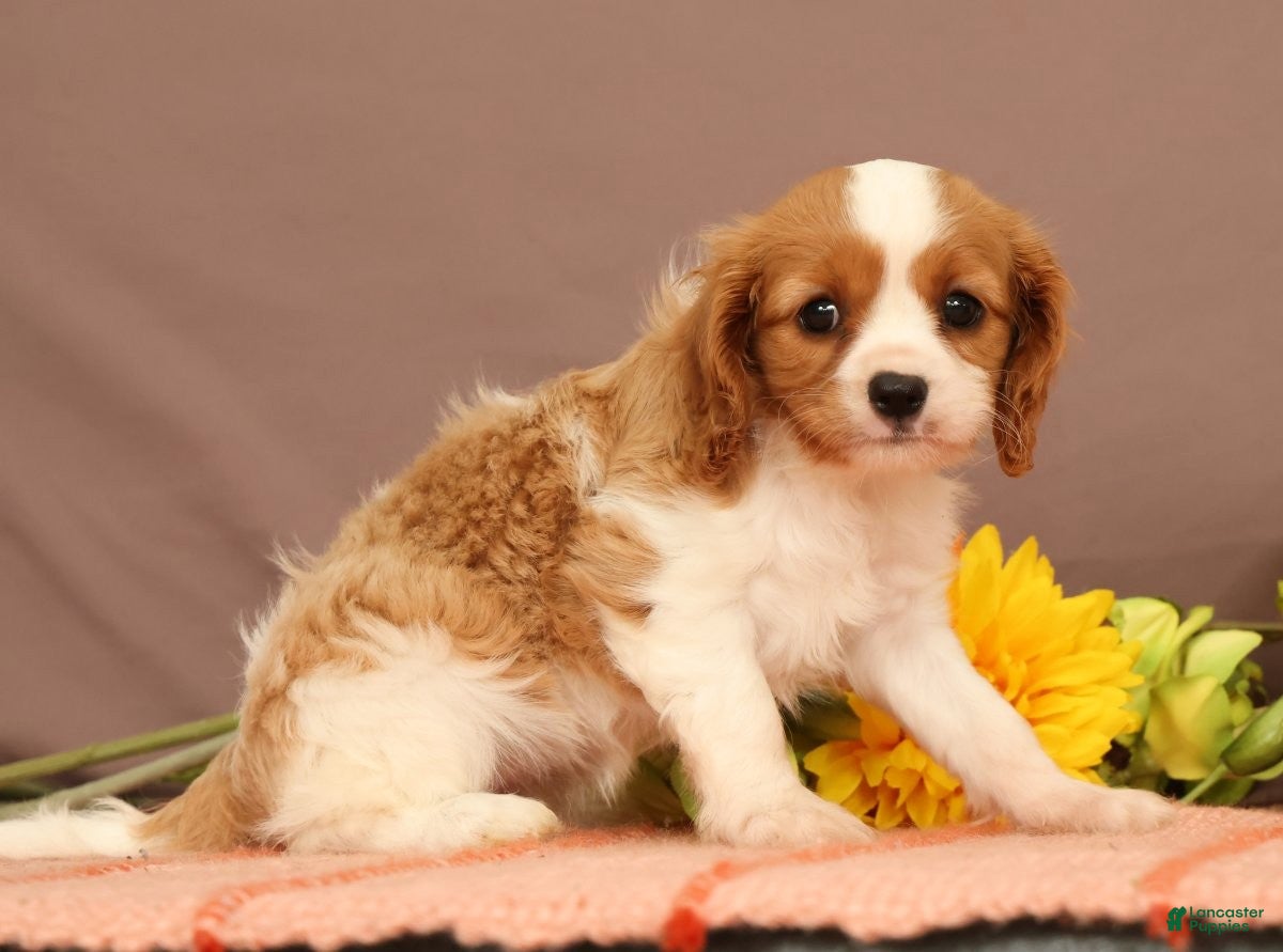 Cavalier King Charles Spaniel dogs for sale: Carmello - Ad 3