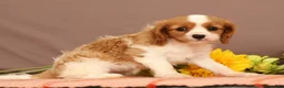Cavalier King Charles Spaniel dogs for sale: Carmello - Ad 1