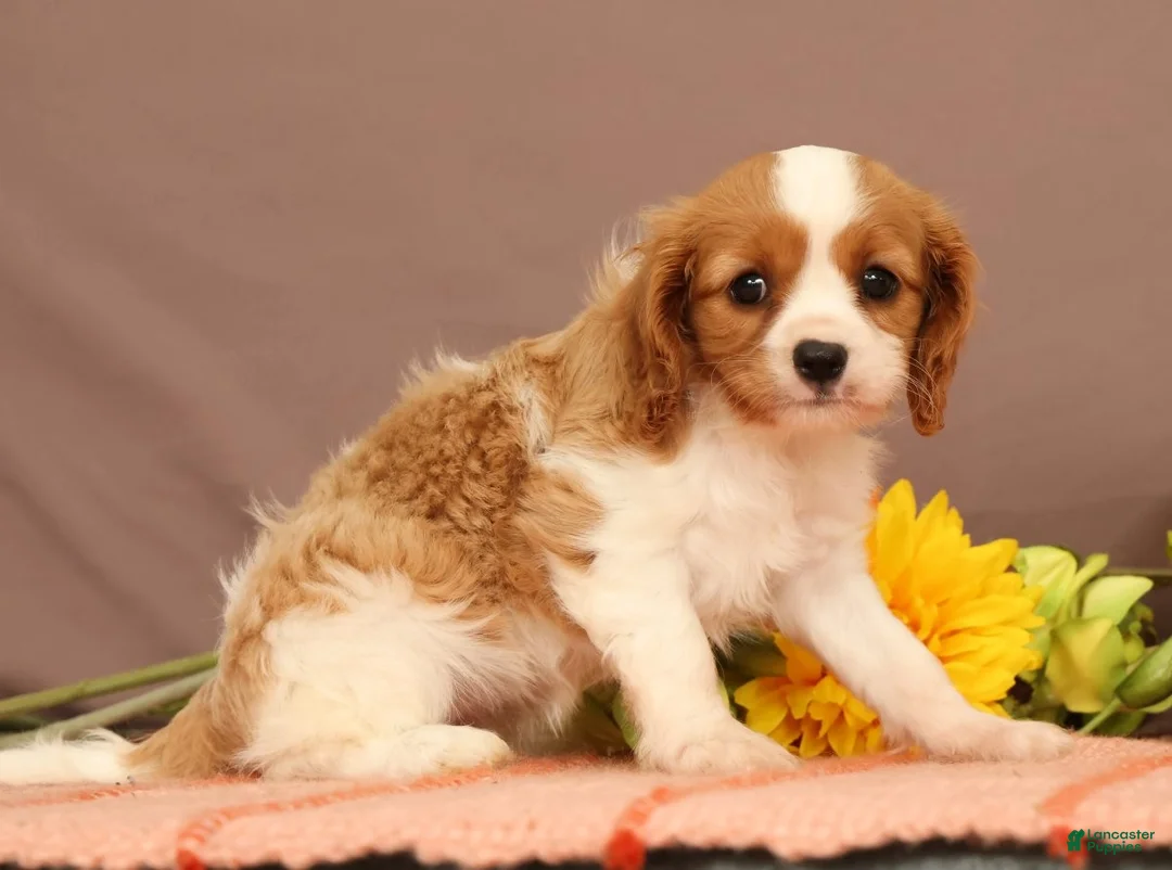 Cavalier King Charles Spaniel dogs for sale: Carmello - Ad 1