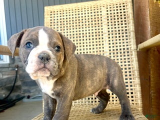 Olde English Bulldogge dogs - Ad 5