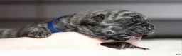 Cane Corso dogs for sale: Black Velvet Abyss Smokey Phantom - Ad 4