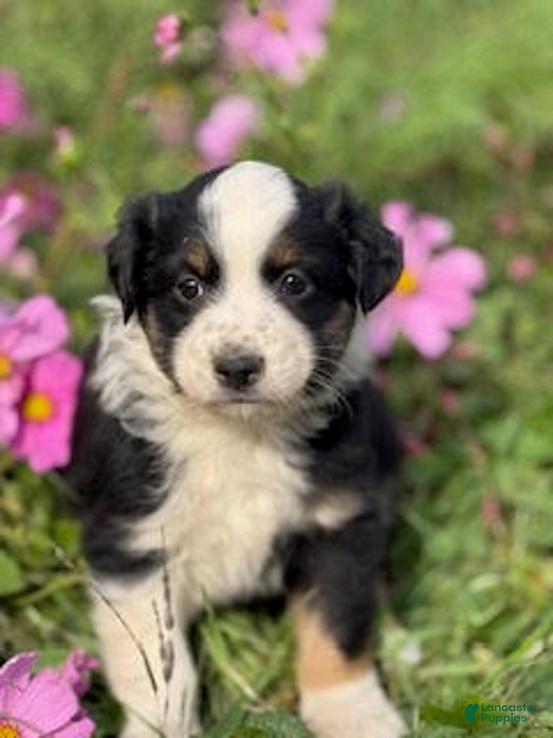 Miniature Australian Shepherd dogs for sale: Maverick - Ad 2