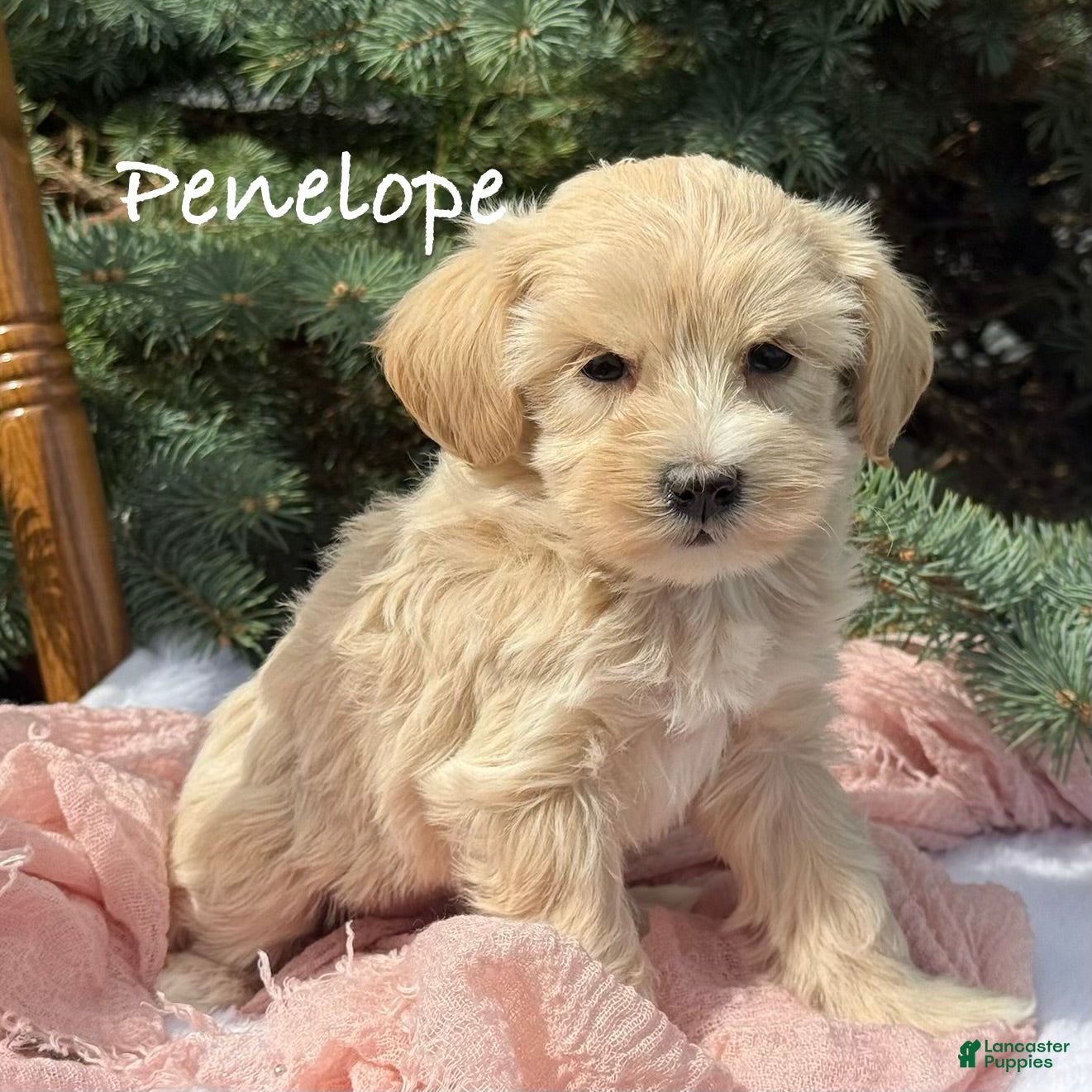 Maltipoo dogs Penelope  - Ad 1