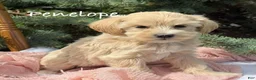 Maltipoo dogs for sale: Penelope  - Ad 1