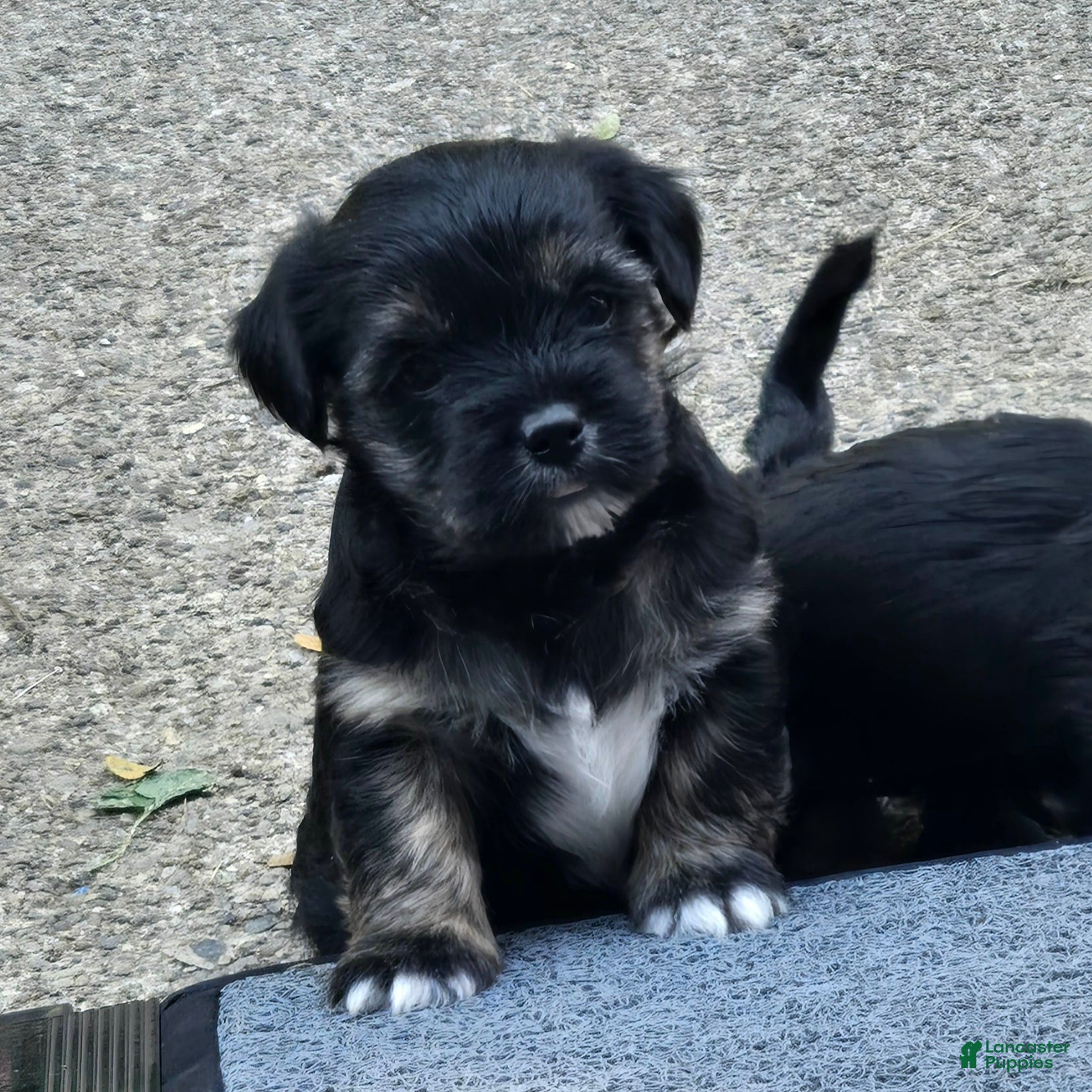 Morkie dogs for sale: Chinn - Ad 1