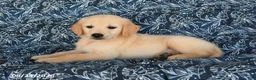 Golden Retriever dogs for sale: Rayna - Ad 4