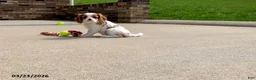 Cavalier King Charles Spaniel dogs for sale: Max - Ad 10