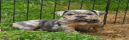 English Bulldog dogs for sale: Sparkle lilac and tan merle  - Ad 4