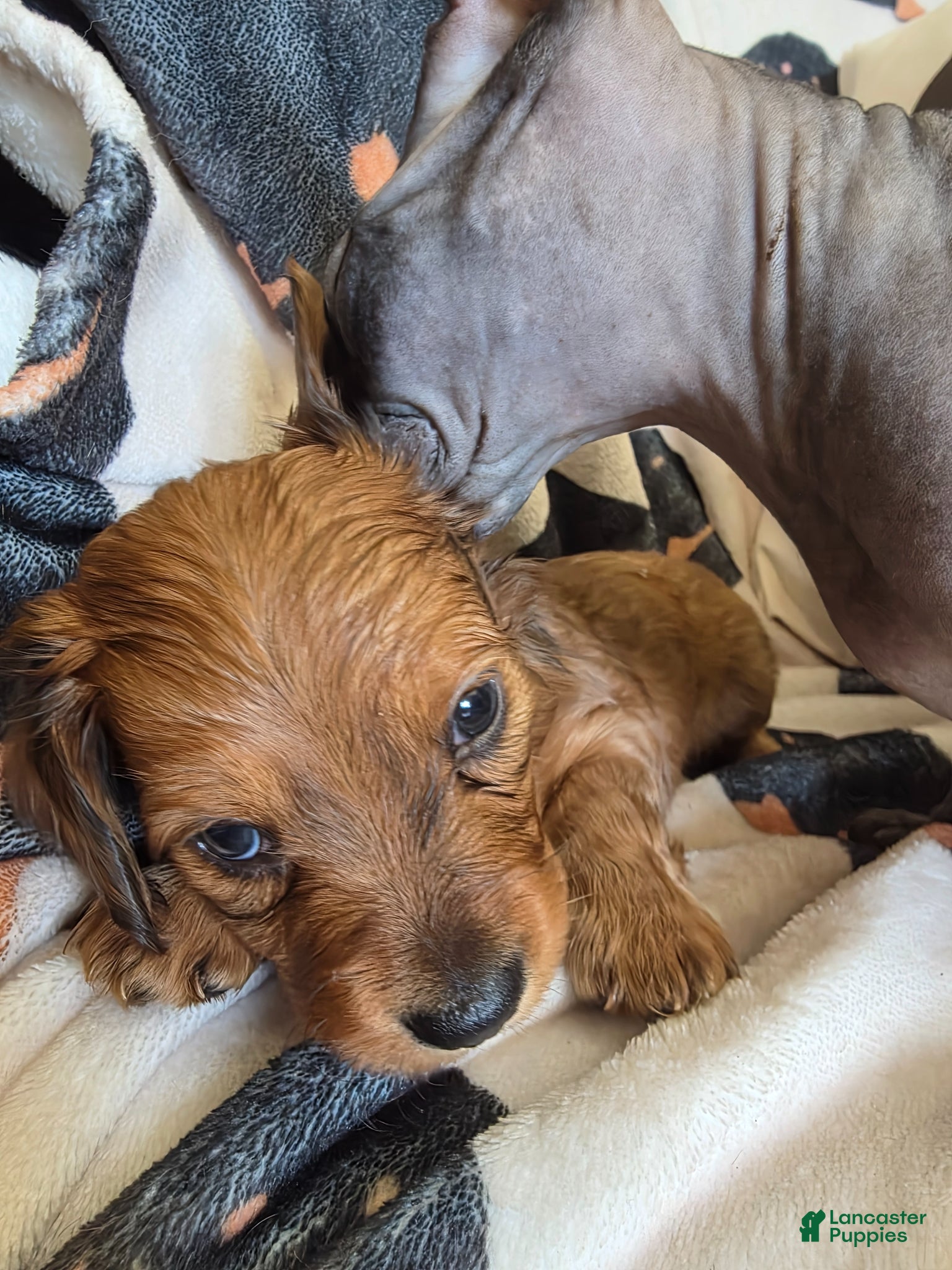 Miniature Dachshund dogs for sale: Lady  - Ad 3