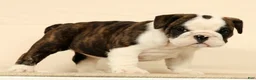 English Bulldog dogs for sale: Petunia - Ad 6