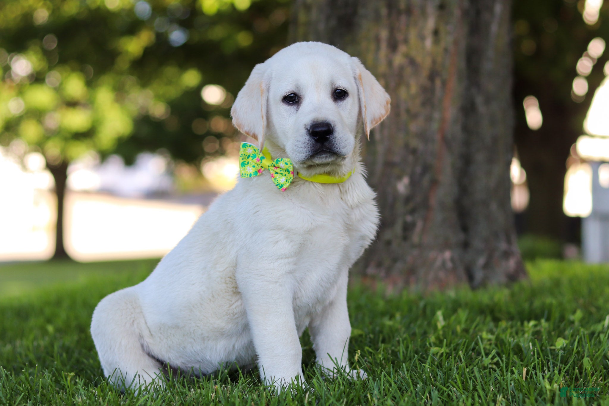 Labrador Retriever dogs for sale: Bobby - Ad 3