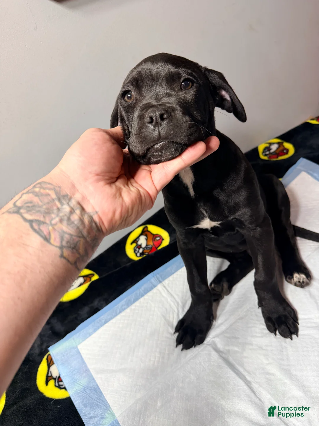 Mixed Breed dogs for sale: Black paw boy  - Ad 1