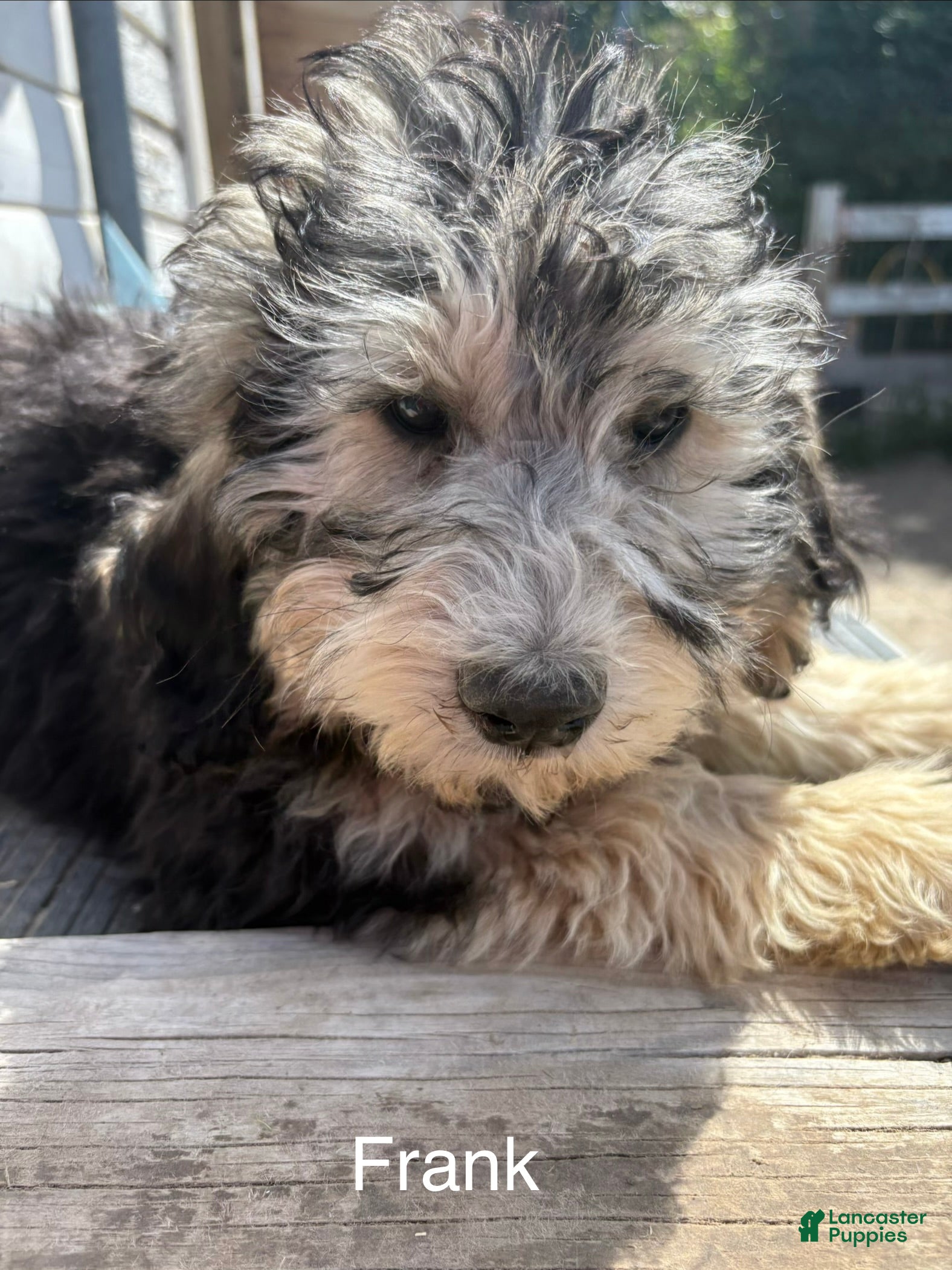 Bernedoodle dogs for sale: Bernedoodle Puppy 5 - Ad 4