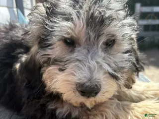 Bernedoodle dogs for sale: Bernedoodle Puppy 5 - Ad 4