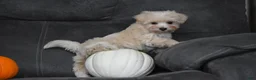 Maltipoo dogs for sale: Melody - Ad 5