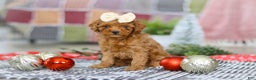 Miniature Poodle dogs for sale: Luna - Ad 4
