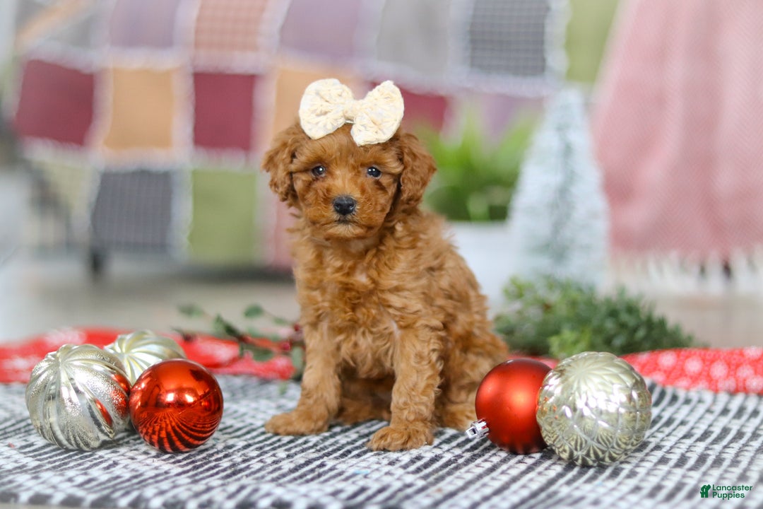 Miniature Poodle dogs for sale: Luna - Ad 4