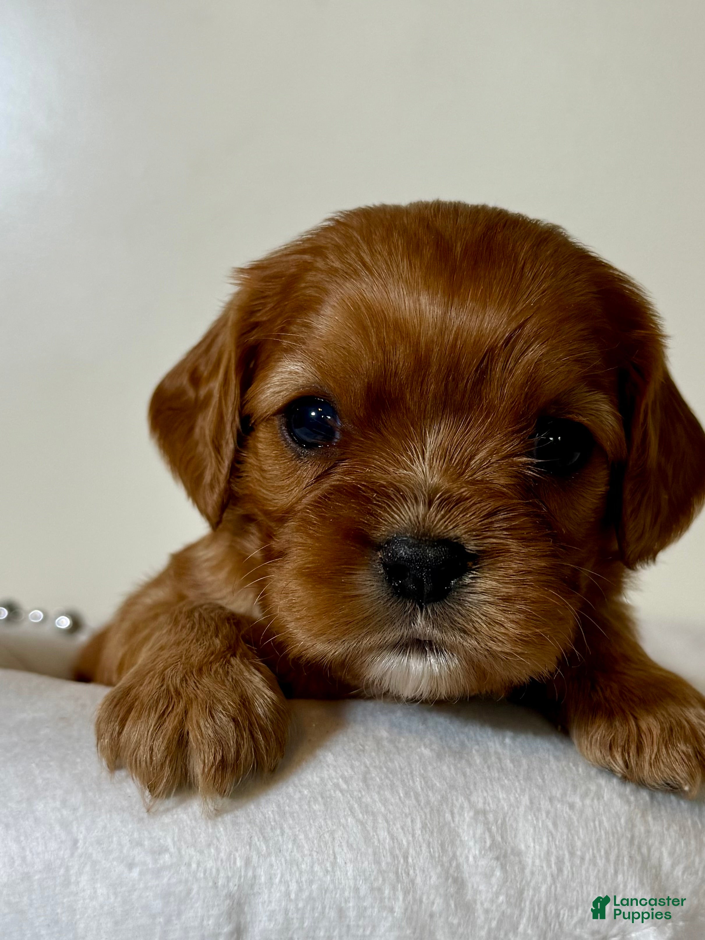 Cavalier King Charles Spaniel dogs Tanner Cavalier King Charles Spaniel  - Ad 1