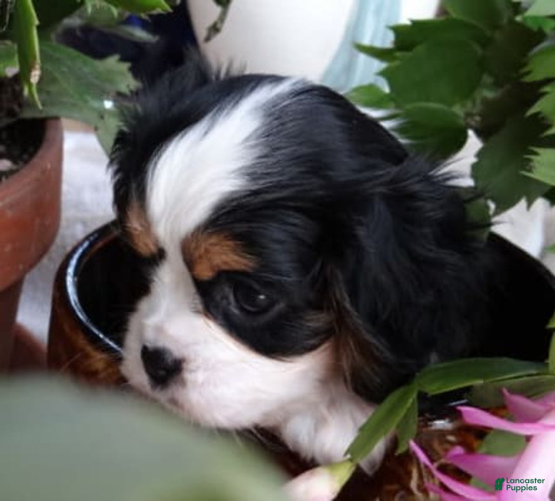 Gallery Image {{count}}