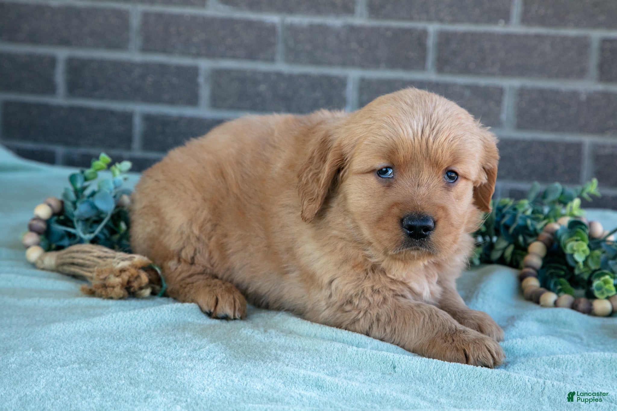 Golden Retriever dogs Trish - Ad 1