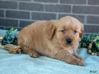 Golden Retriever dogs for sale: Trish - Ad 3